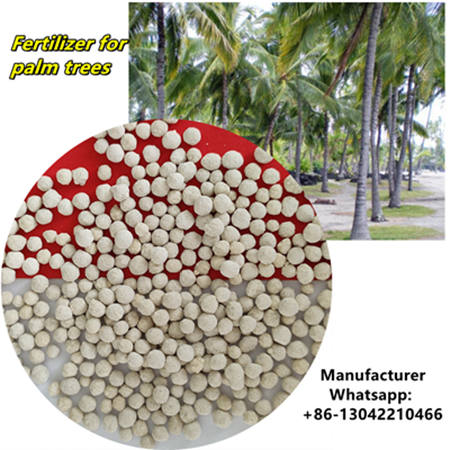 Best Fertilizer For Palm Trees Fertilizer For Palm Trees   En Best Fertilizer For Palm Trees 